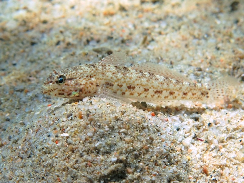 Gobius incognitus (M. Kovacic and R. anda, 2016) vs. Gobius bucchichi (Steindachner,1870)